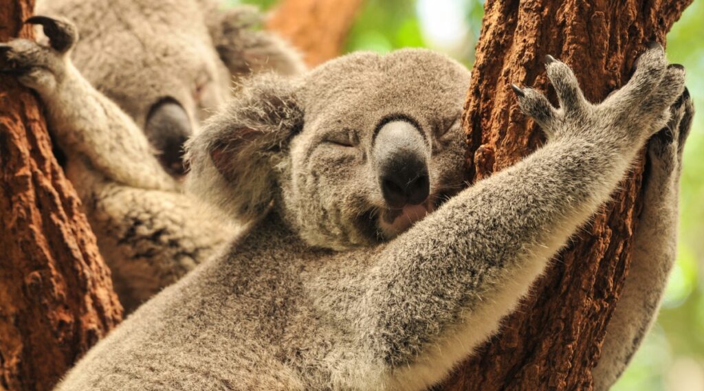 Vườn thú Lone Pine Koala Sanctuary