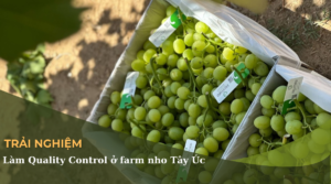 làm QC farm nho Tây Úc