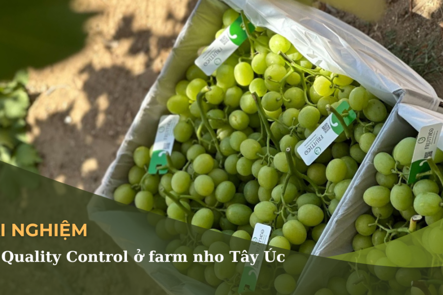 làm QC farm nho Tây Úc
